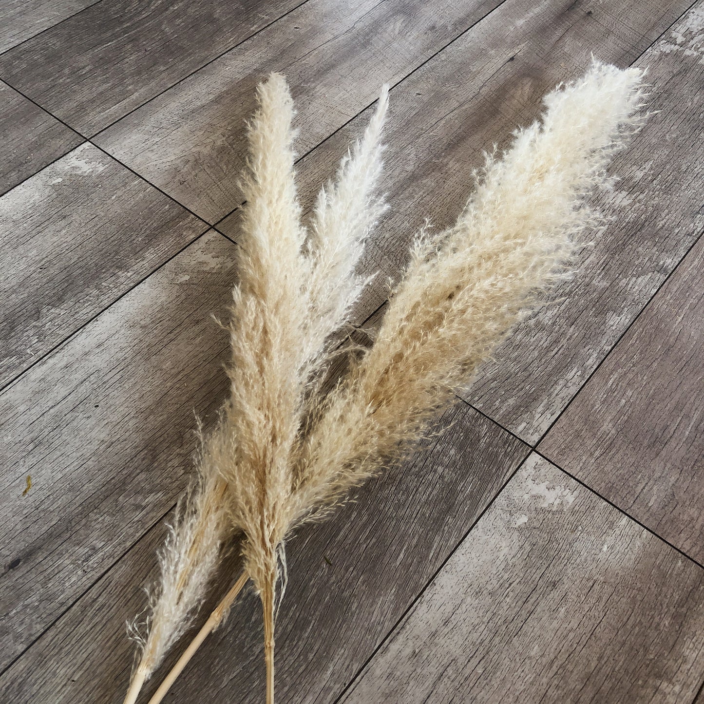 Medium Cream Pampas Grass