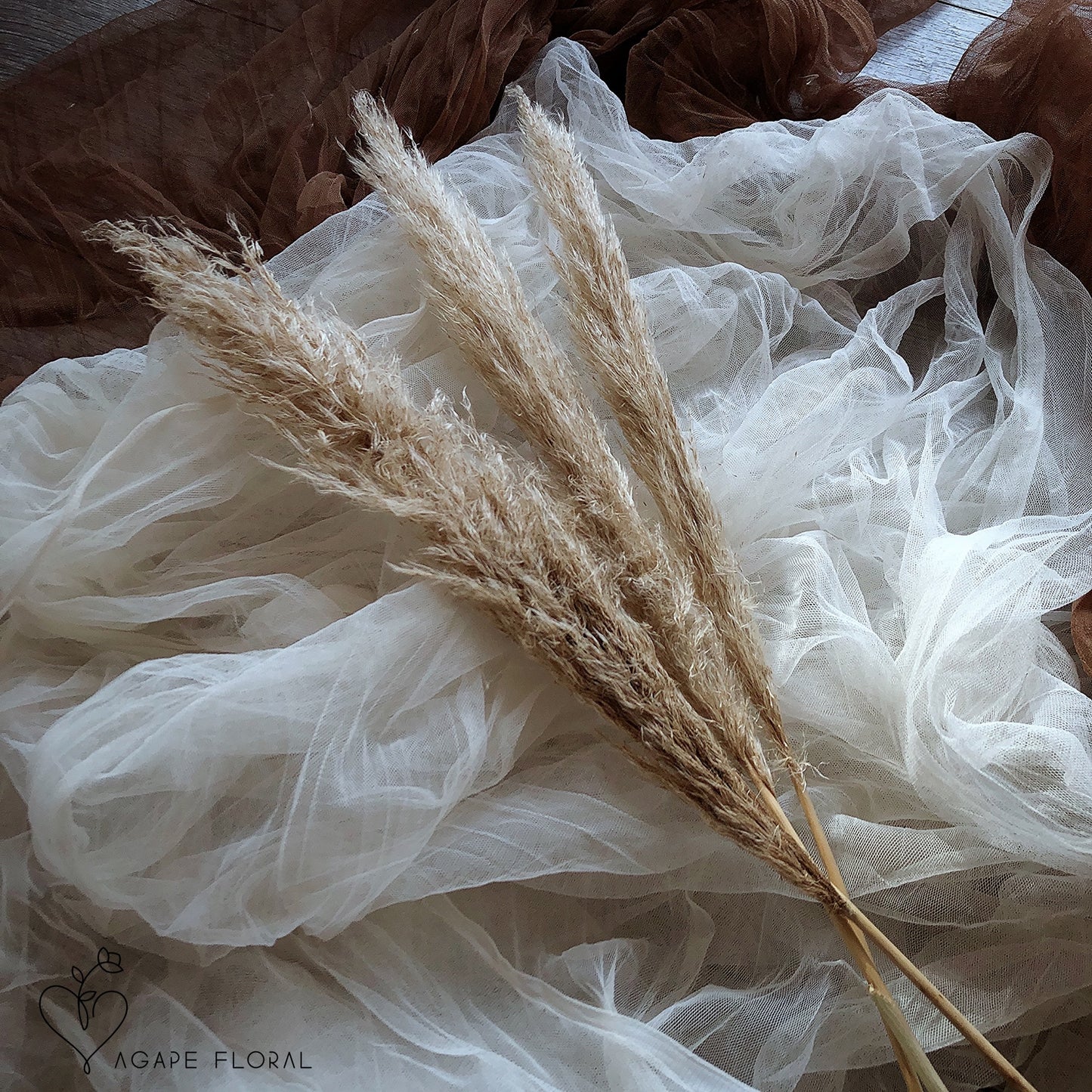 Medium/Small Cream Pampas Grass