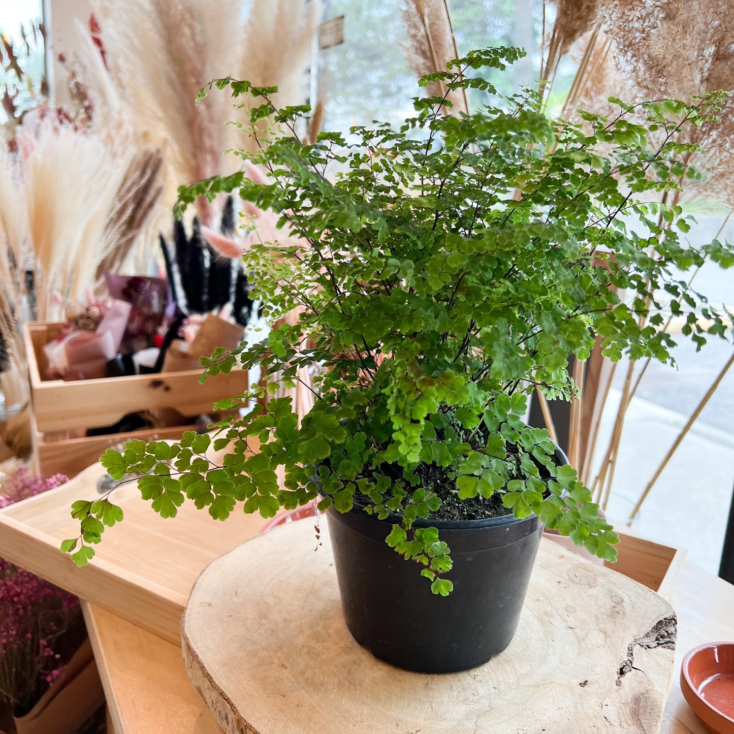 Maidenhair Fern