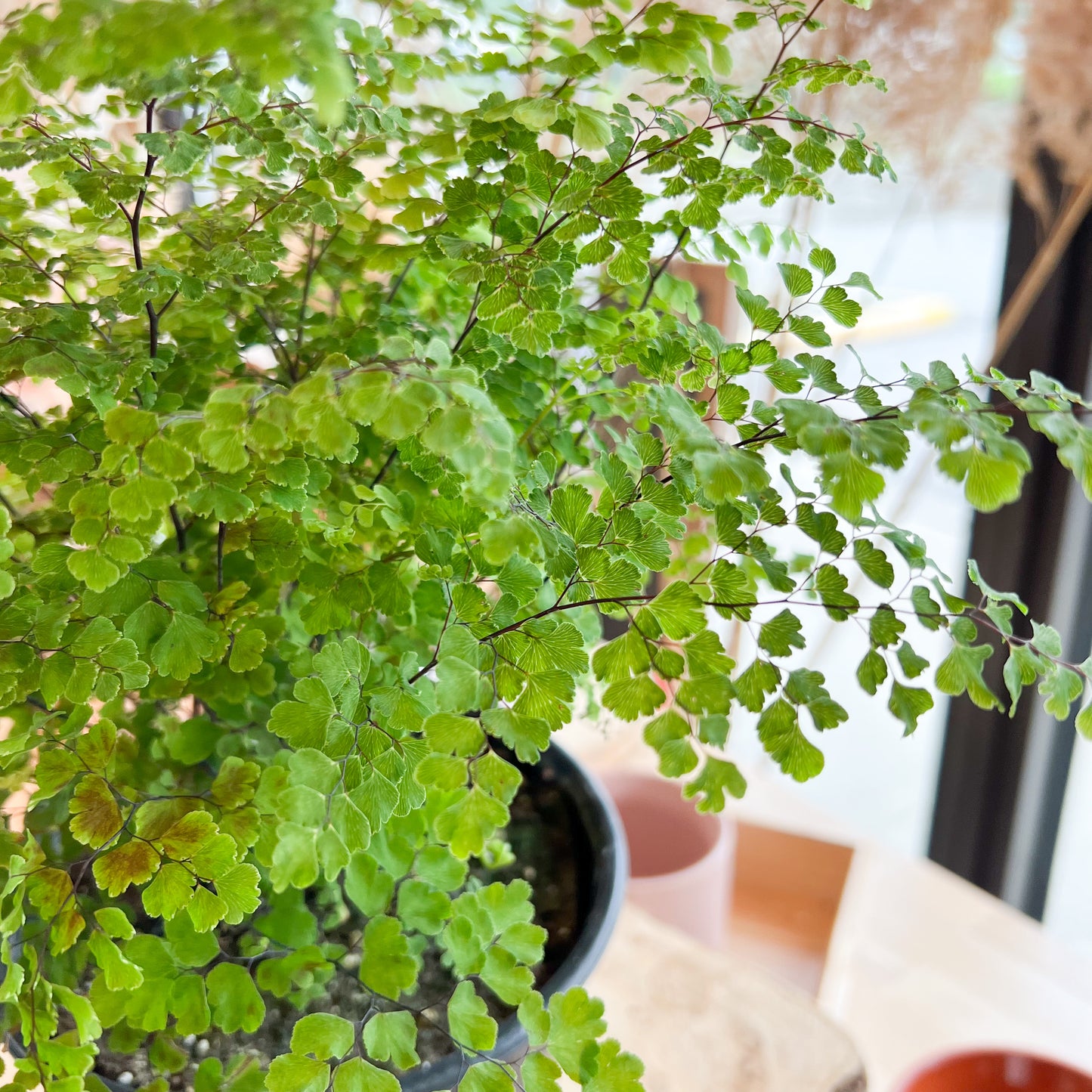 Maidenhair Fern